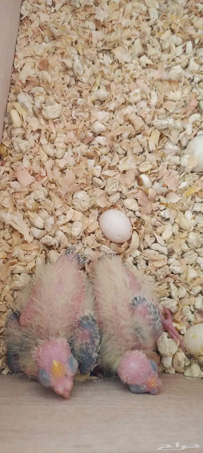 فروخ كروان العدد 2 اضافه صور جديده 0