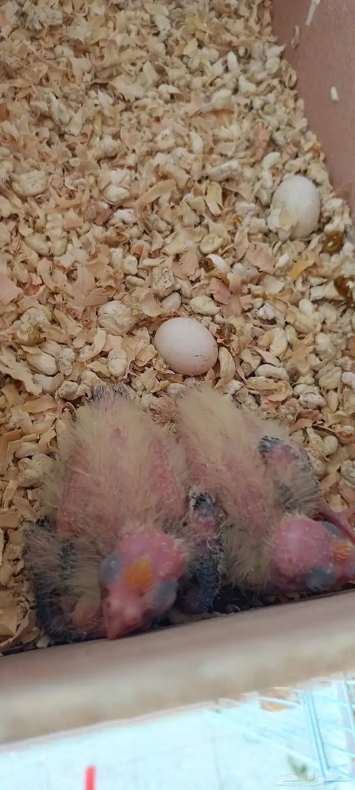 فروخ كروان العدد 2 اضافه صور جديده 2