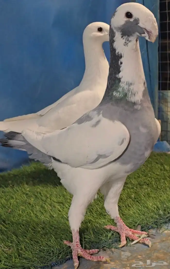 جوز هومر فخم 9