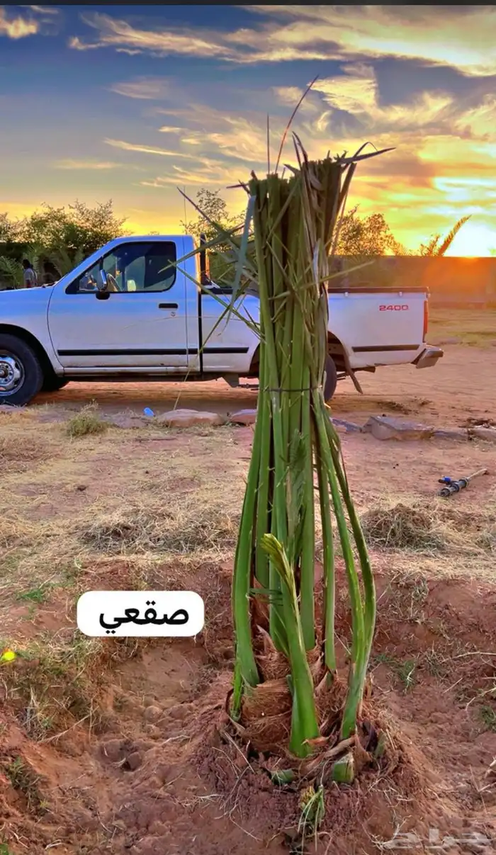 يوجدلدينانخل للبيع 1