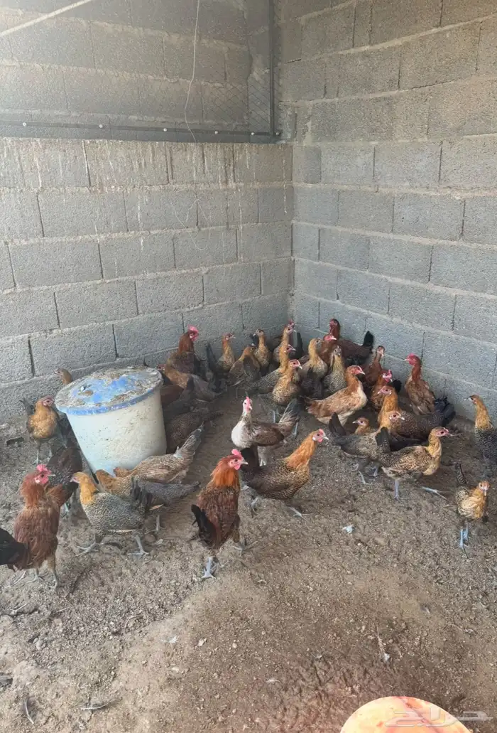 دجاج فيومي العمر 5 شهور وفوق 0
