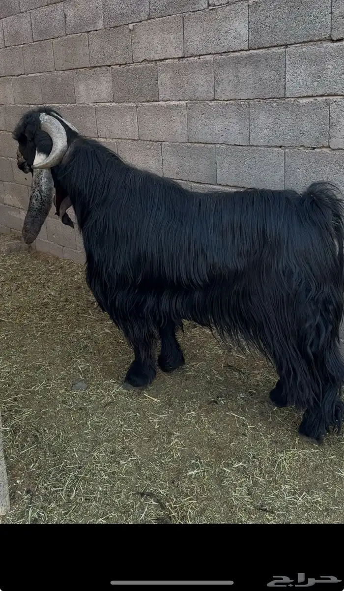 تم البيع تم البيع تيس عارضي خصم 6