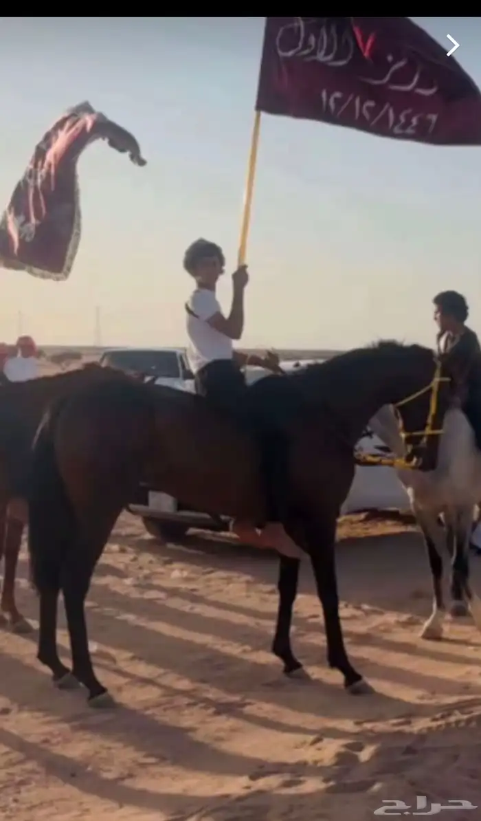 حصان شيخ للبيع 4