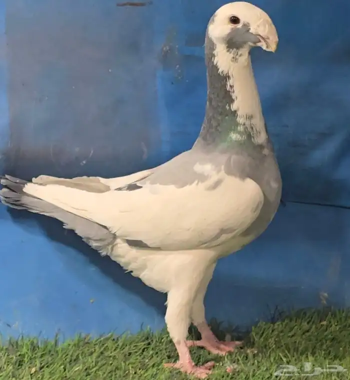 جوز هومر فخم 5