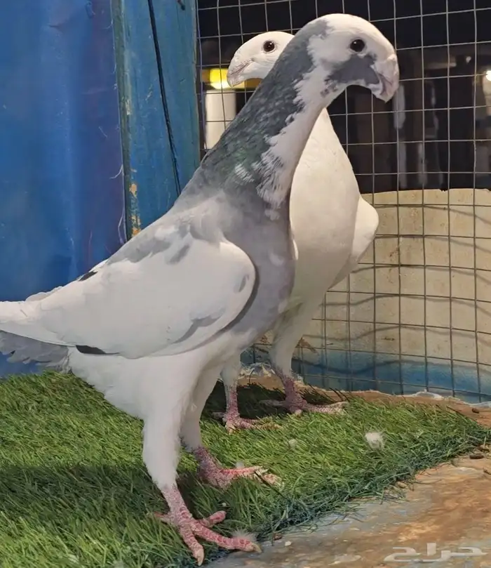 جوز هومر فخم 8