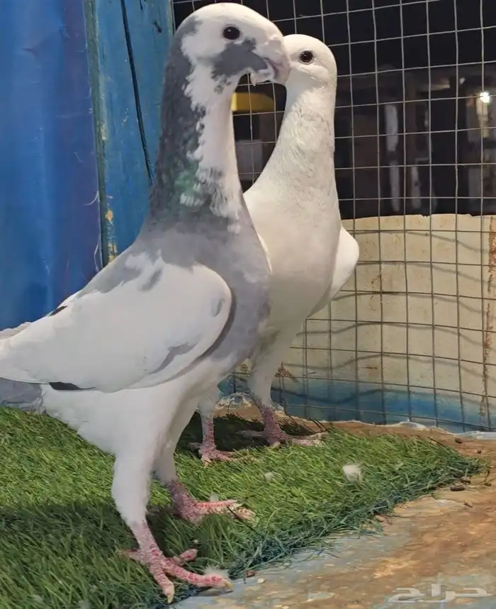 جوز هومر فخم 0