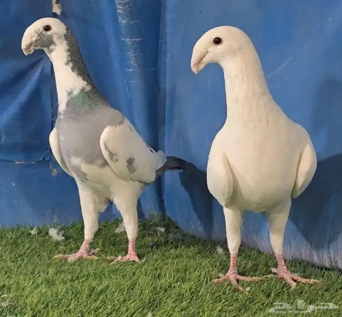 جوز هومر فخم 3