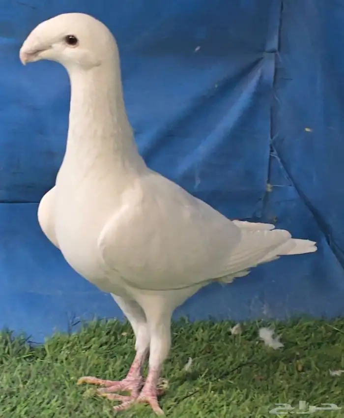 جوز هومر فخم 1