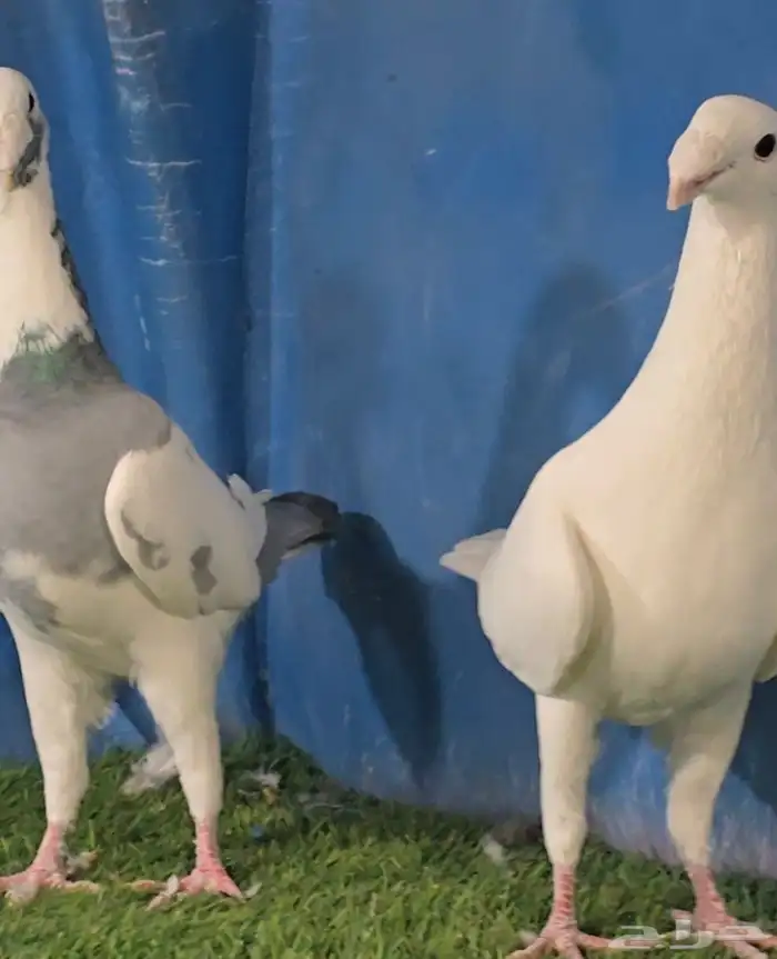 جوز هومر فخم 4