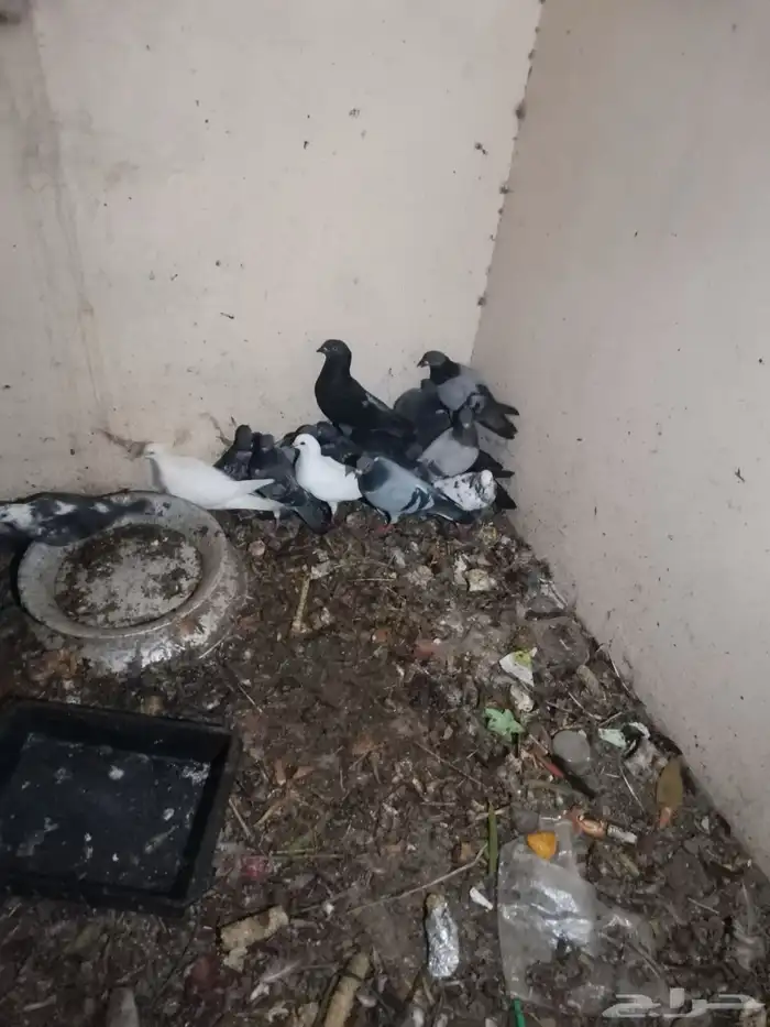 حمام للبيع 0