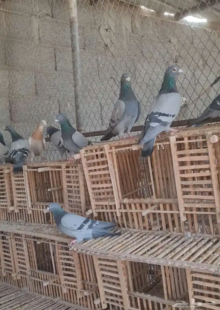 عشة زواجل للبيع الموقع الخرج اليمامه تقريبا 45 زوج منتجه 2