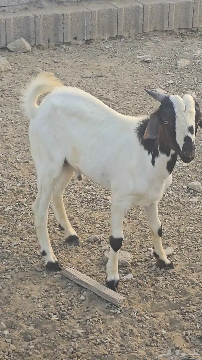 مشروع فحل غنم بورجت بورقت الموقع القنفذه 0