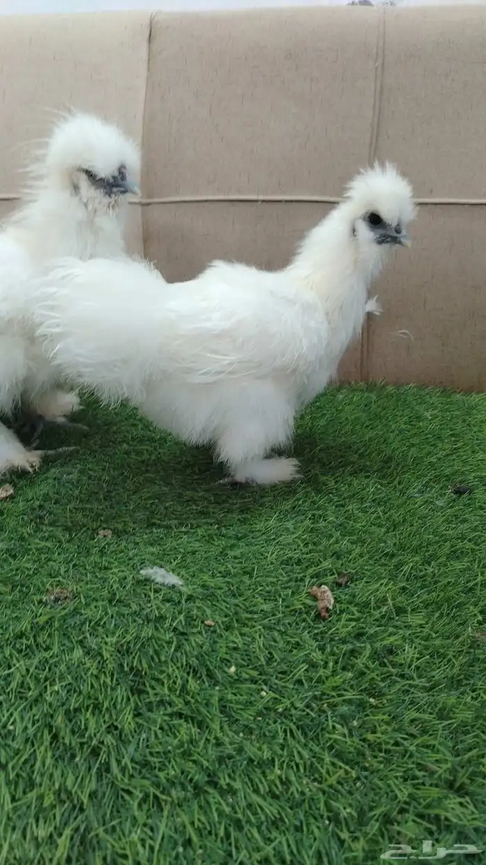 طقم بشاير دجاج قطني مستوى فاخر 2