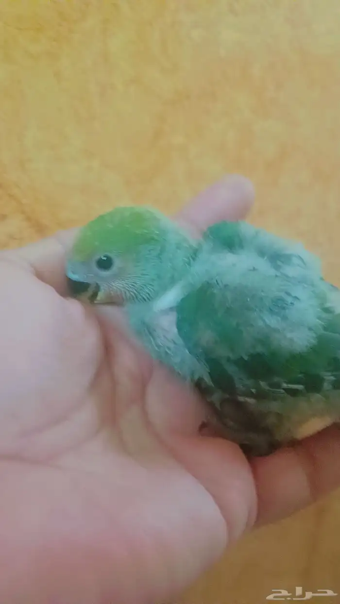 فرخ روز - اخضر 2