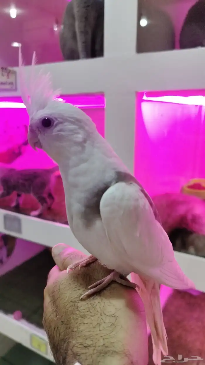 كروان طفره هدد داخلي 0