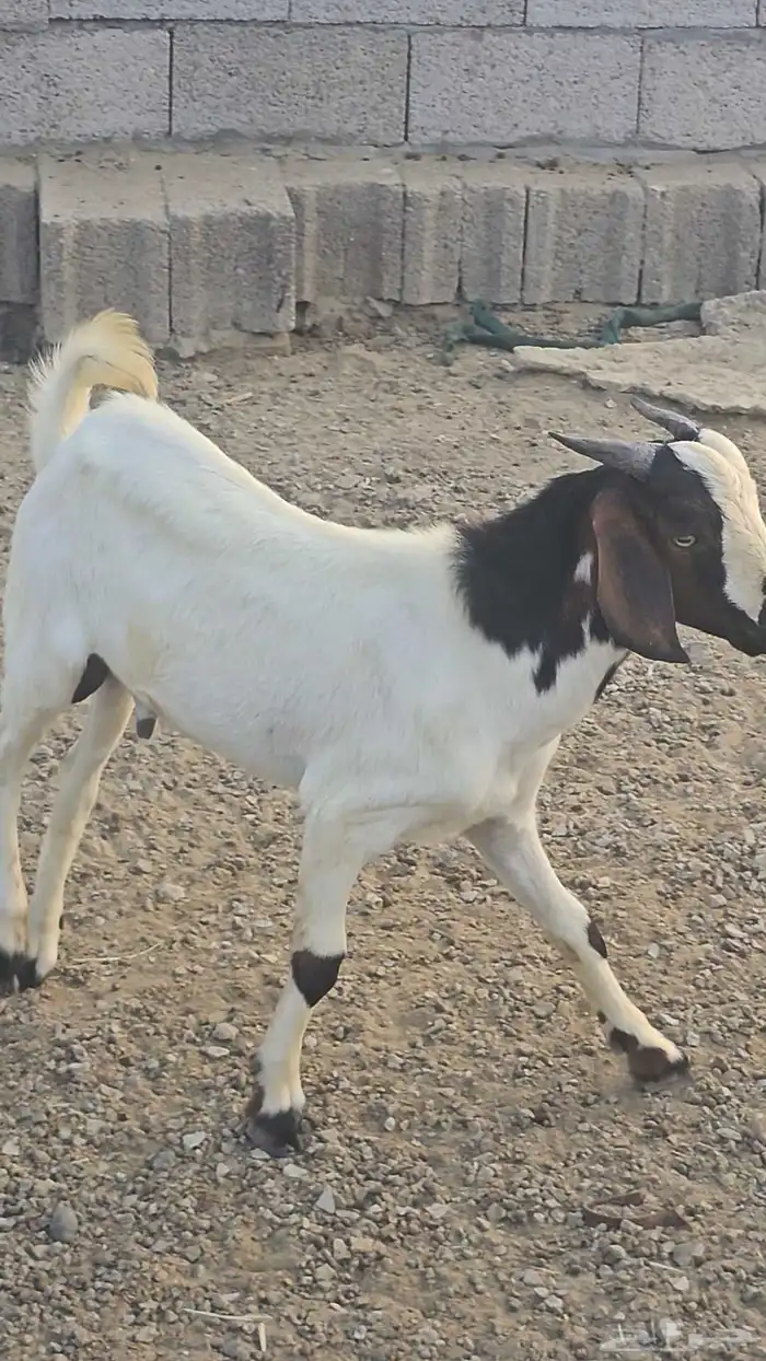 مشروع فحل غنم بورجت بورقت الموقع القنفذه 3