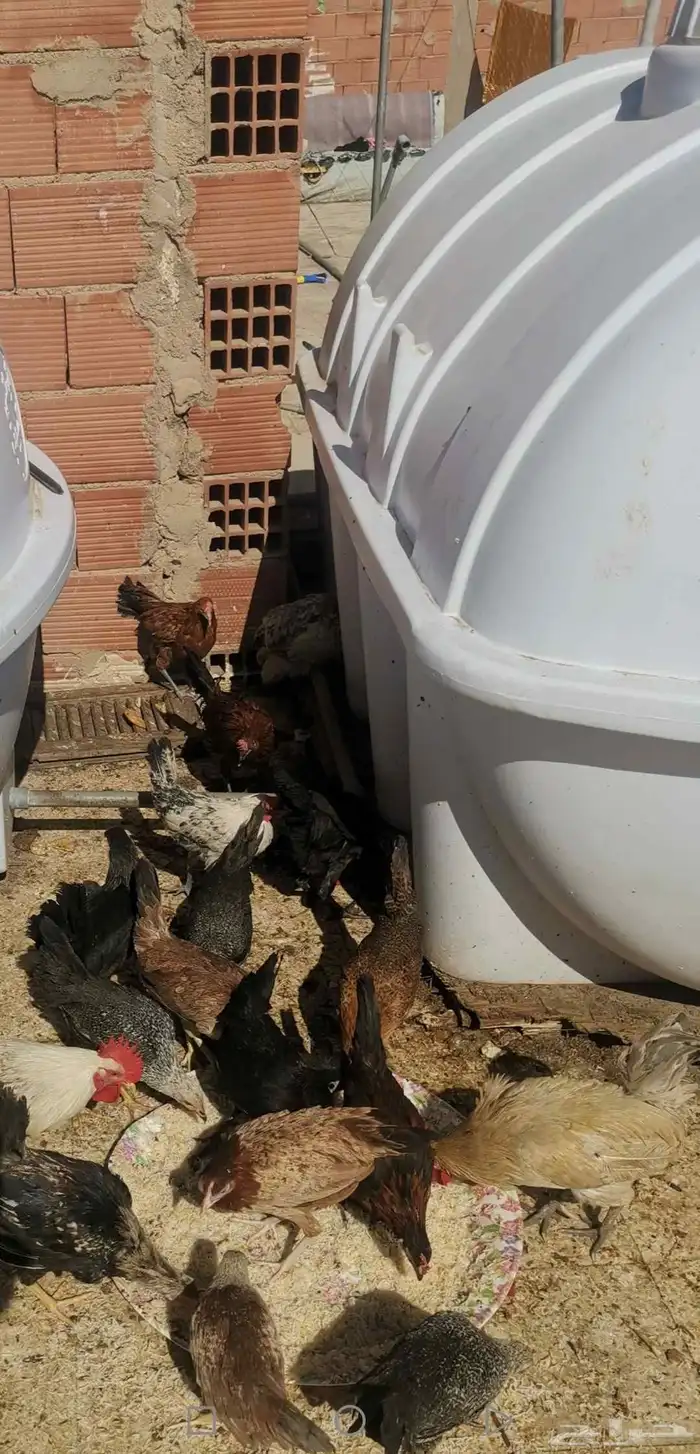 دجاج بياض شباب. صوص. منية القاني 1