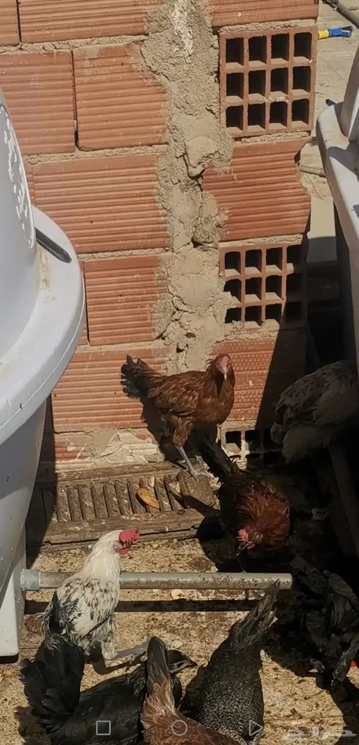 دجاج بياض شباب. صوص. منية القاني 3