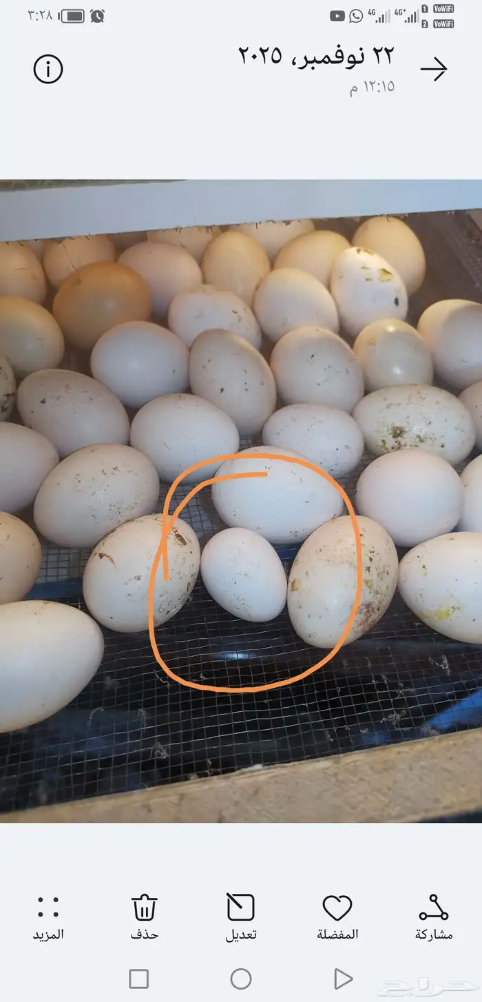 دجاج بياض شباب. صوص. منية القاني 5