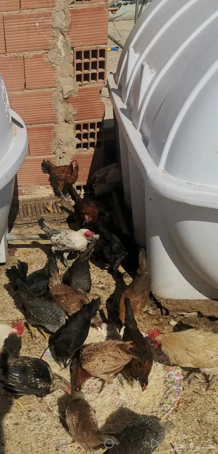 دجاج بياض شباب. صوص. منية القاني 2