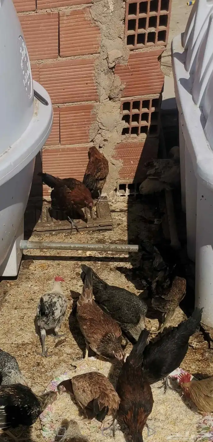 دجاج بياض شباب. صوص. منية القاني 4