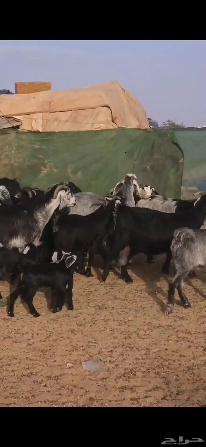 معزا متابيع ودفيع 6