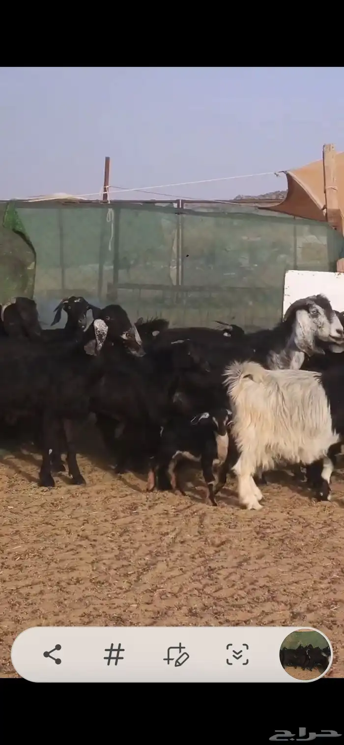 معزا متابيع ودفيع 3