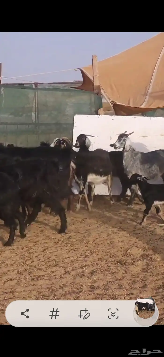 معزا متابيع ودفيع 0