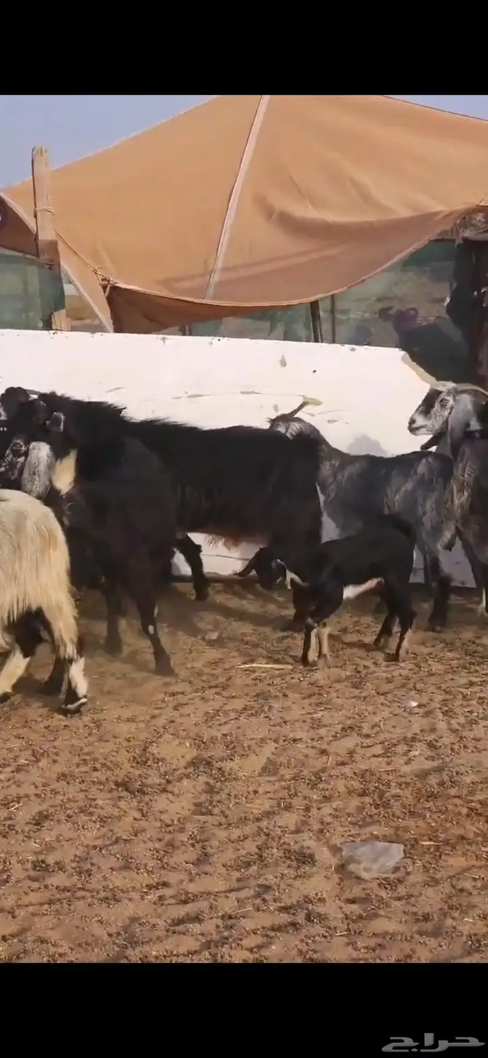 معزا متابيع ودفيع 1