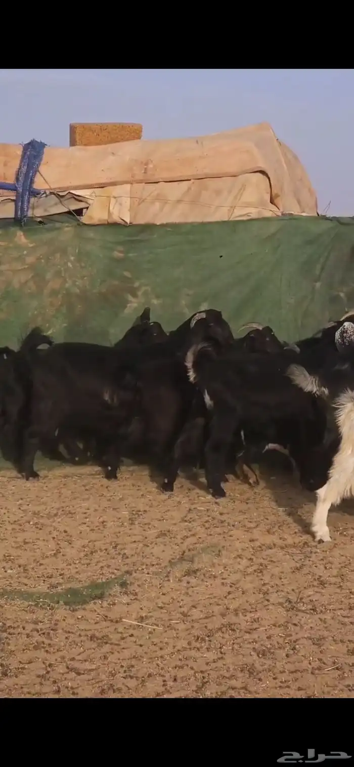 معزا متابيع ودفيع 2