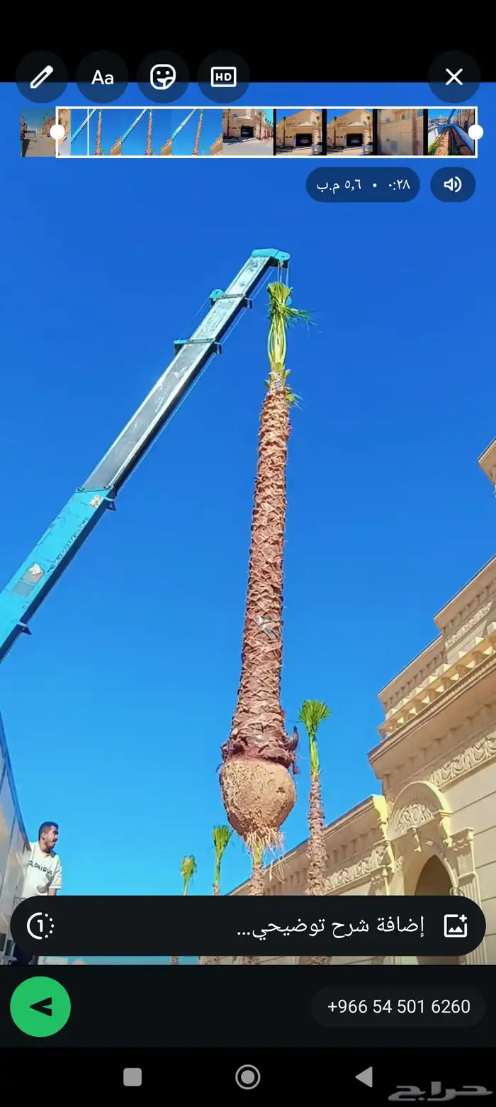 نقوم بتوريد تركيب جميع انواع النخيل 0