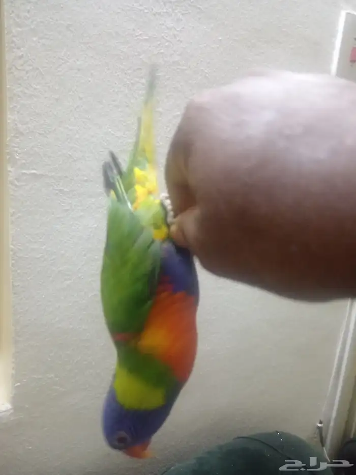 السلام عليكم ورحمة الله وبركاته اعرض لكم لوري اليف ومتكلم 1