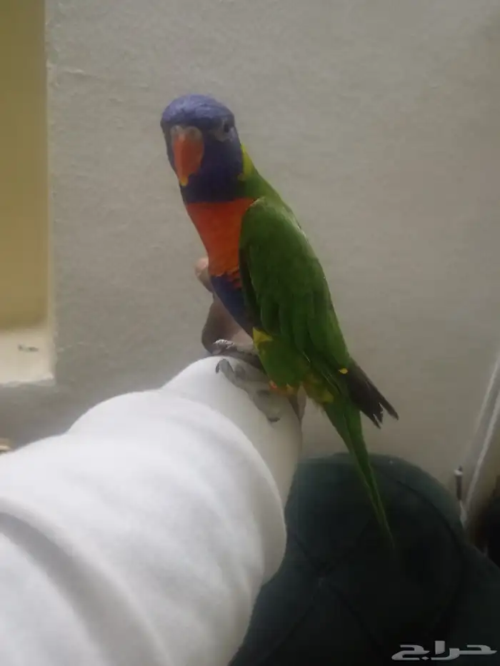 السلام عليكم ورحمة الله وبركاته اعرض لكم لوري اليف ومتكلم 2