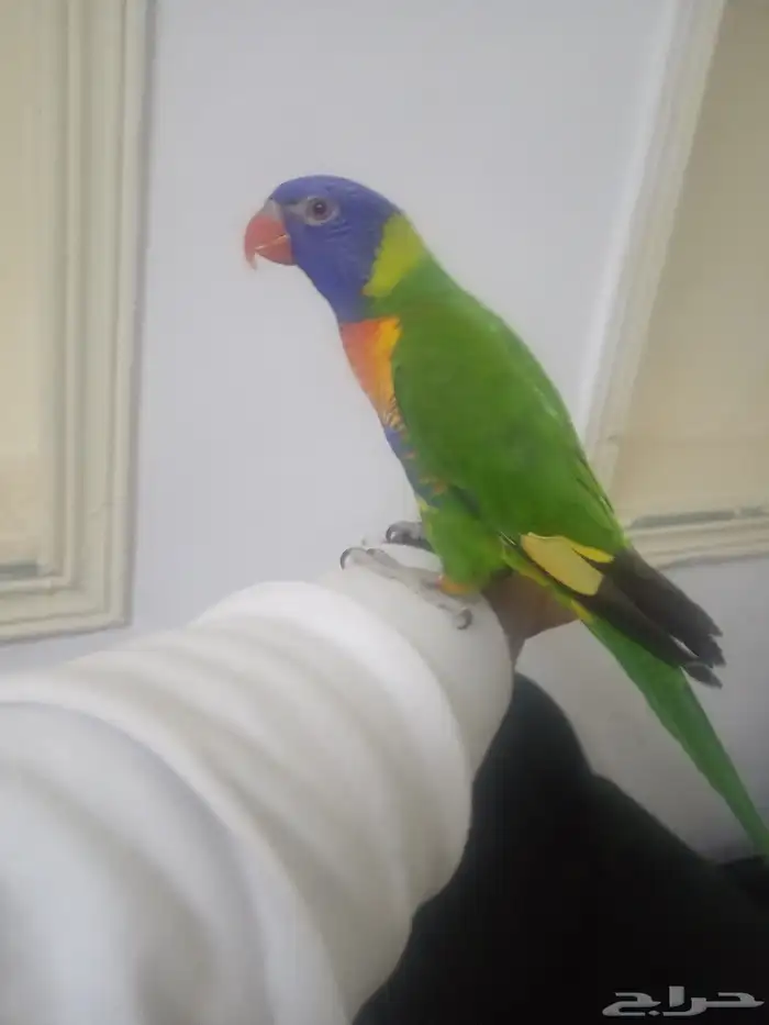 السلام عليكم ورحمة الله وبركاته اعرض لكم لوري اليف ومتكلم 0