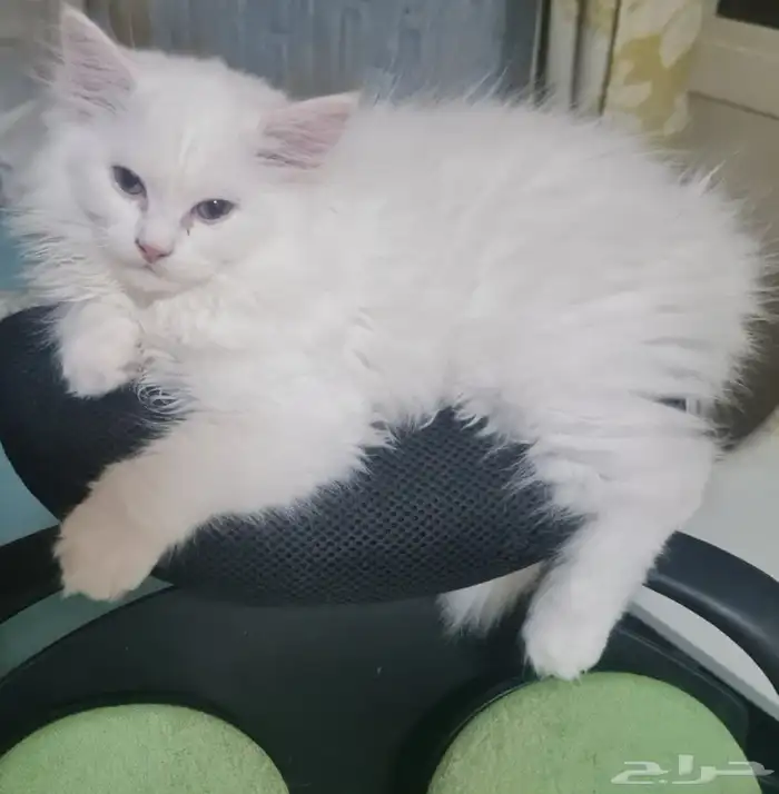 كتن ذكر مكس شيرازي و هملايا 0