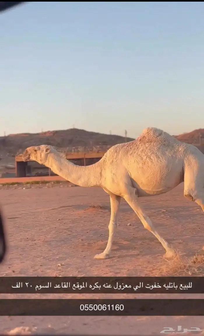 للبيع خفوت على جميع الشروط 1