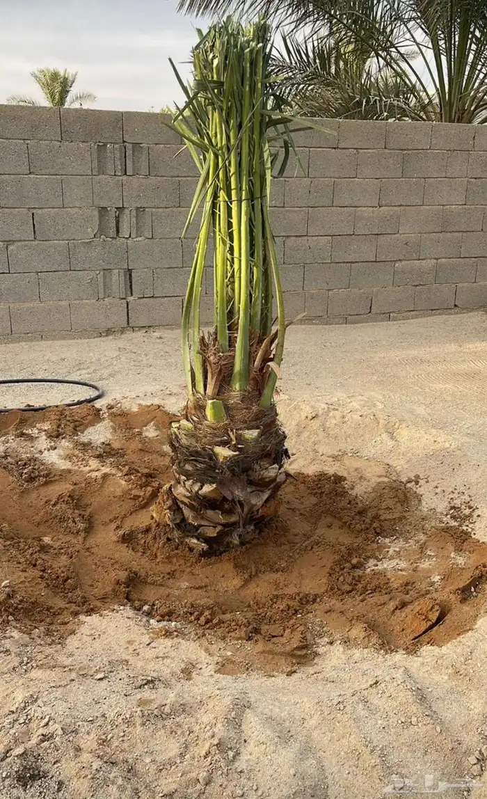 يوجدلدينانخل للبيع 7