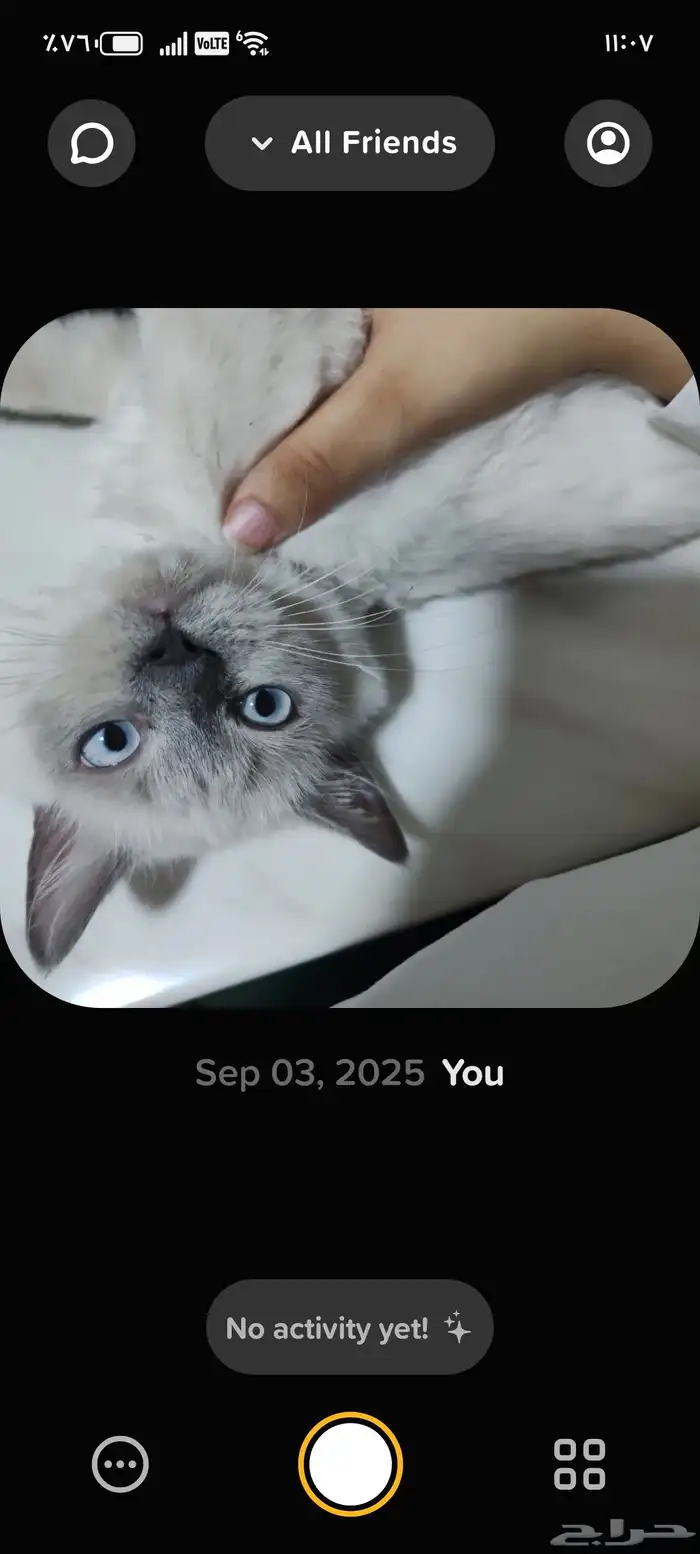 قطه همالايا شيرازي 0