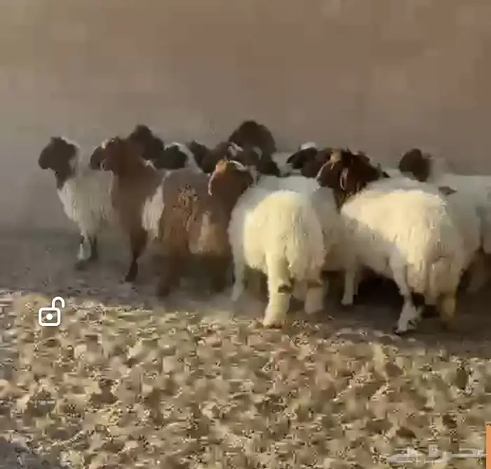 ذبايح بريه فاخره مع خدمه الذبح والتوصيل حسب الطلب 10