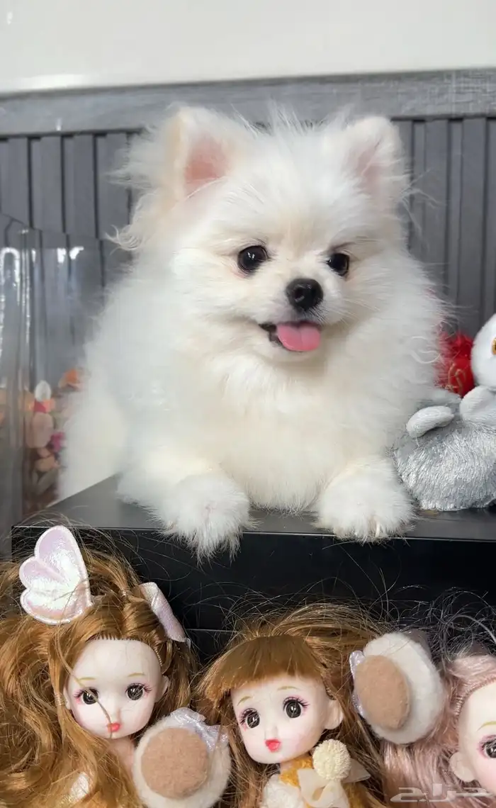 بوميرينيان مستورد حجم صغير 4