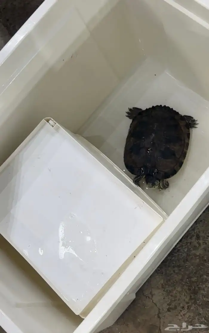 سلحفة للبيع المستعجل 2