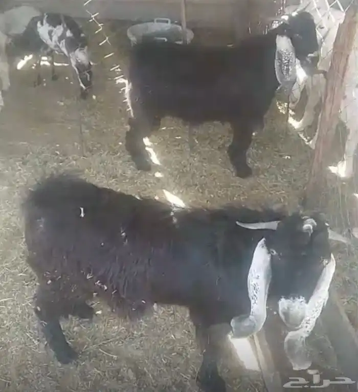 تيوس للبيع 0