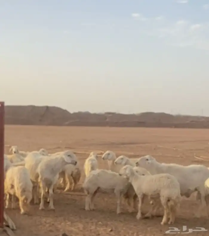 50 غنم حريات صنف ثنايا دفيع و40 ولد 0