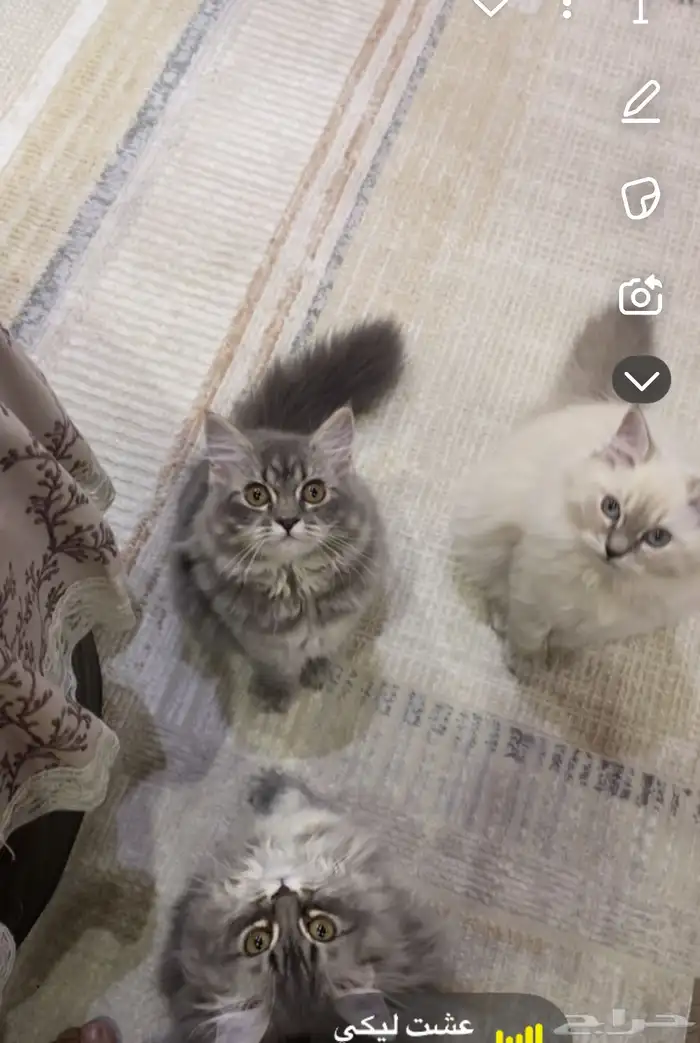 قطه شيرازي وهملايا عمر 4شهور 0