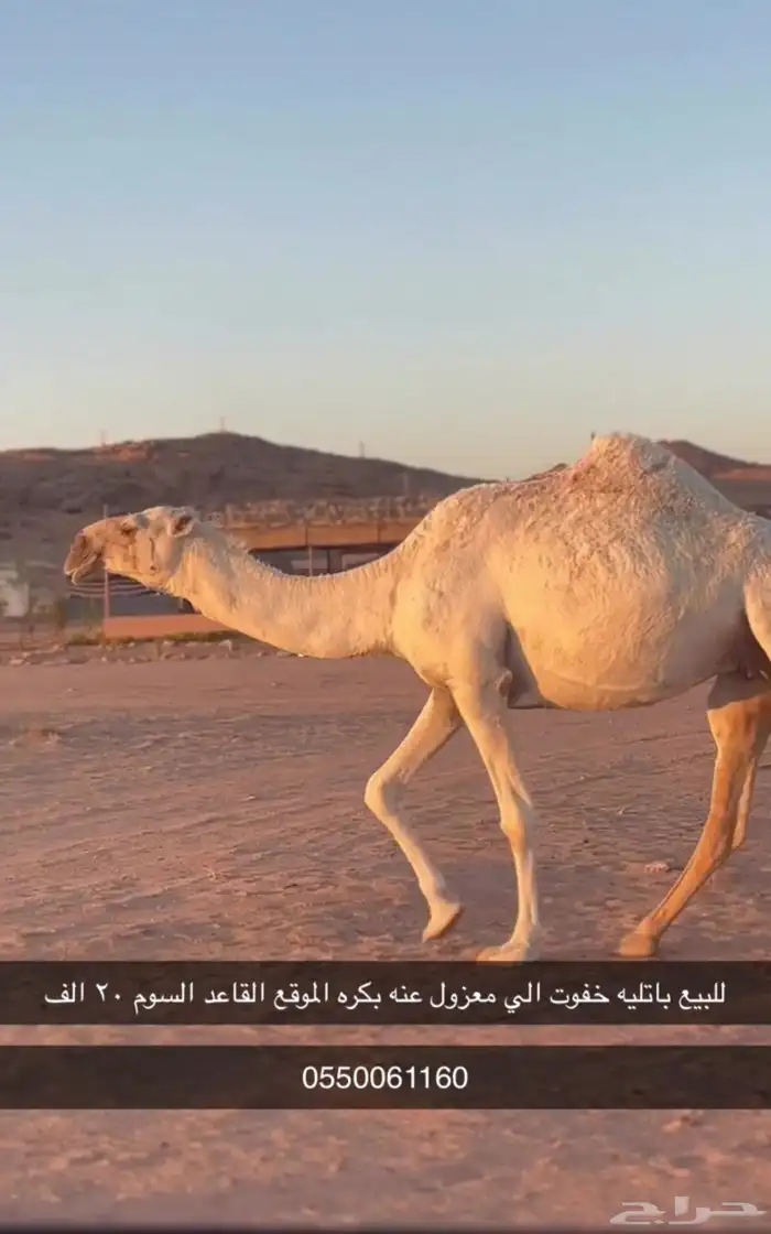 للبيع خفوت على جميع الشروط 0