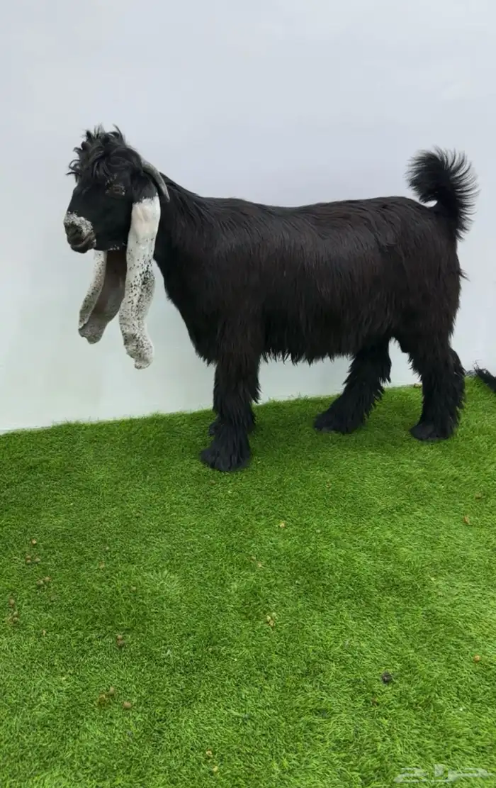 تم البيع تم البيع تيس عارضي خصم 5