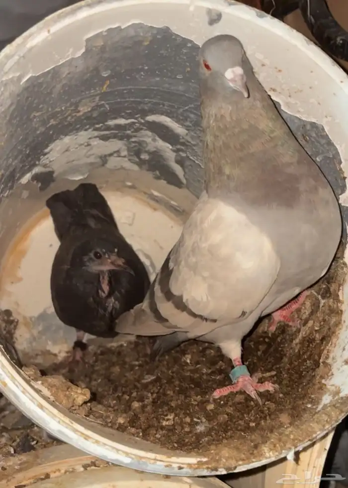 السلام عليكم حمام للبيع 2