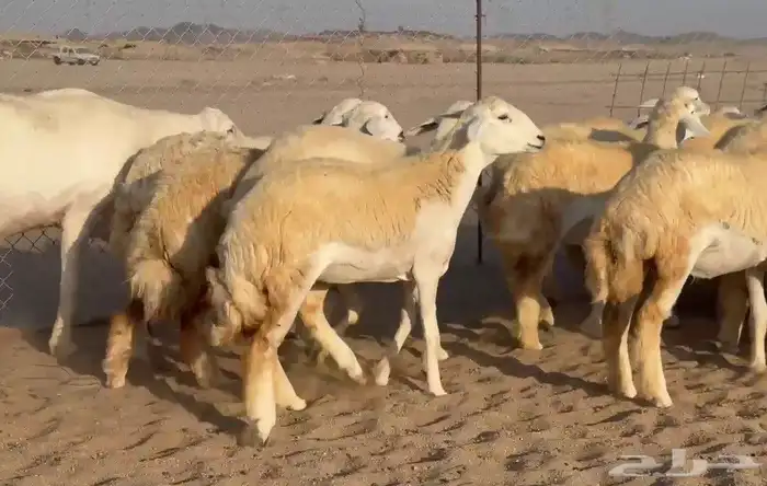 اعرض لكم يوم عرض مميز لمحبيين الحريات الحرش رخال عددها 59 4