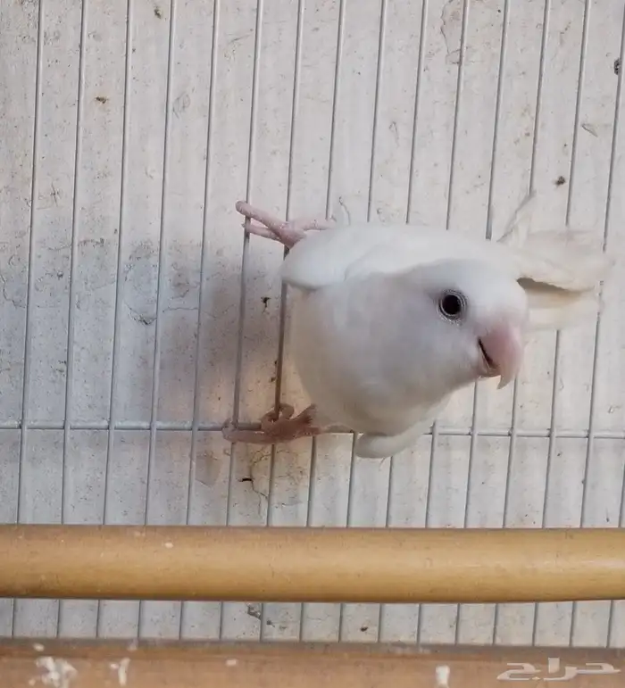 ذكر روز البينو عيون حمر منتج 0