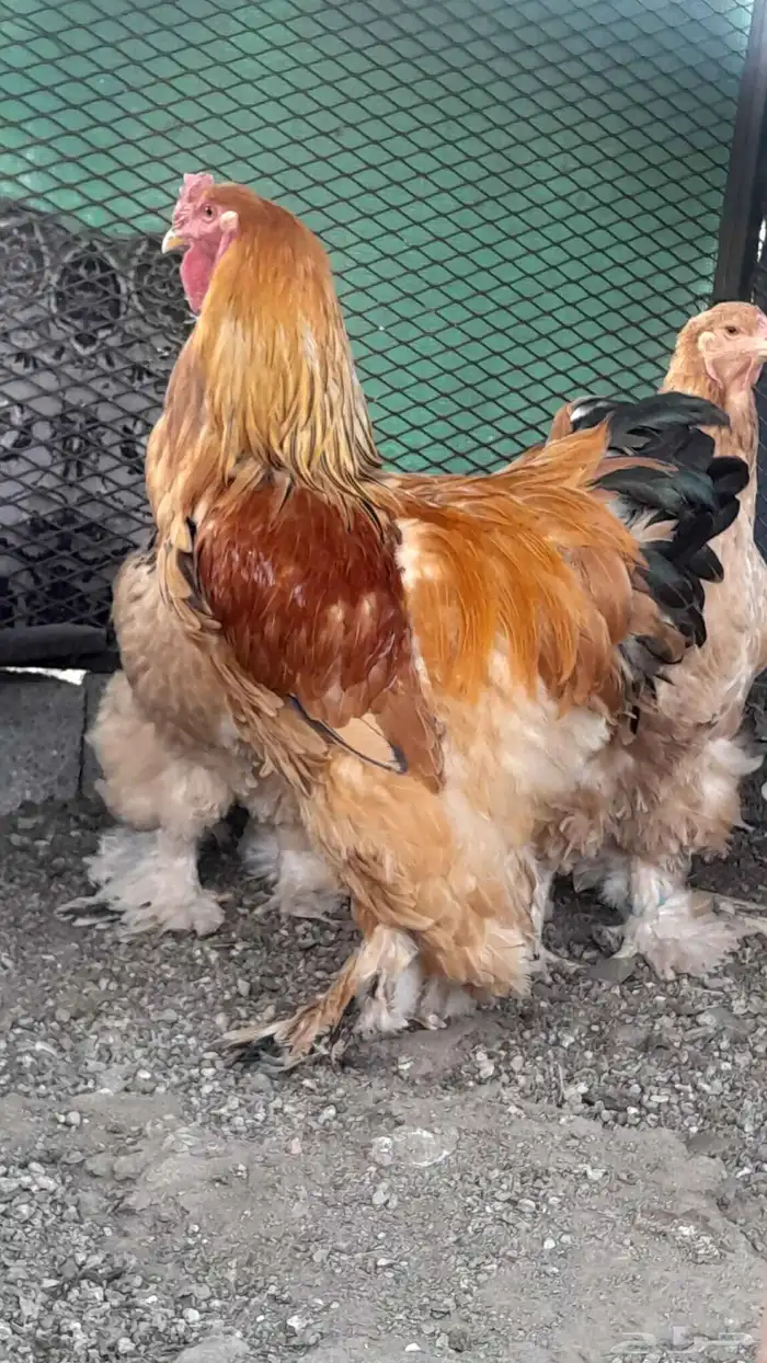 دجاج براهما الاماني بف 0